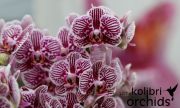 30 april Orchideeën dag OK Plant