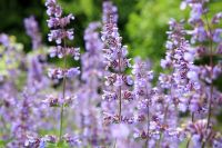 Bomen, struiken, kruiden en bloemen die geluk brengen