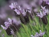 Lavendel: topper in huis, tuin en keuken