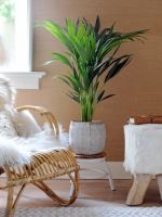 Woonplant van de maand januari: De Kentia Palm