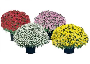 bol chrysant div kleuren  € 4,99