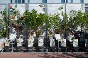 Fruitbomen nu 40 % kassakorting