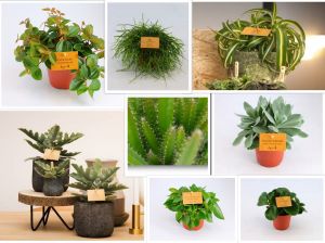 Vet planten  (smit collectie)