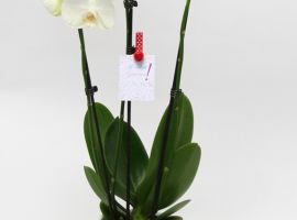 Arrangementen