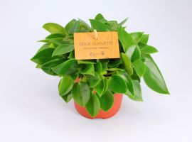 Cactussen en vetplanten