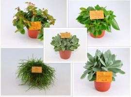 Cactussen en vetplanten