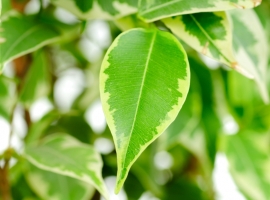 Groene kamerplanten