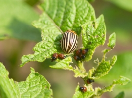 Insecten en slakken